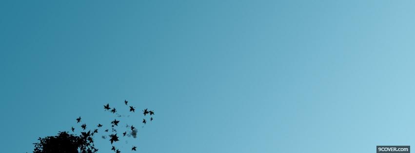 Photo birds and blue sky Facebook Cover for Free