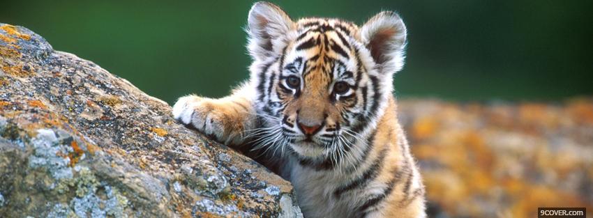 Photo baby tiger and rocks Facebook Cover for Free