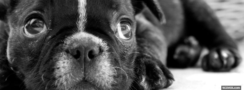 Photo black and white puppy Facebook Cover for Free