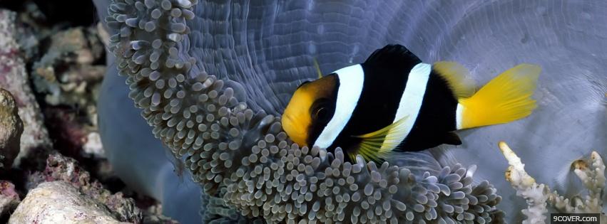Photo coral colorful fish animals Facebook Cover for Free