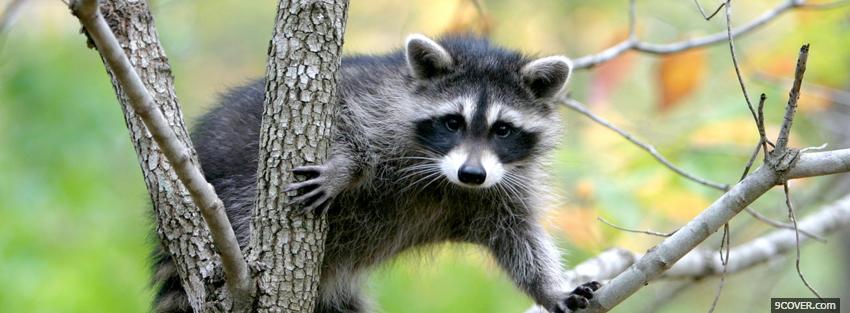 Photo raccoon up on a tree Facebook Cover for Free