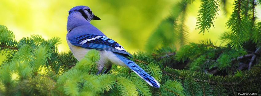 Photo wonderful blue jay Facebook Cover for Free