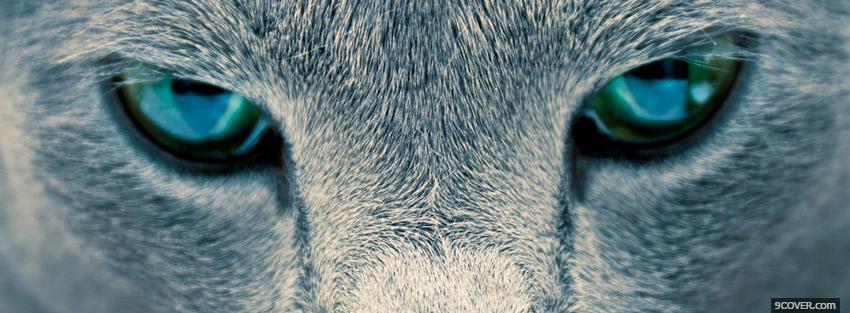 Photo serious cat eyes animals Facebook Cover for Free