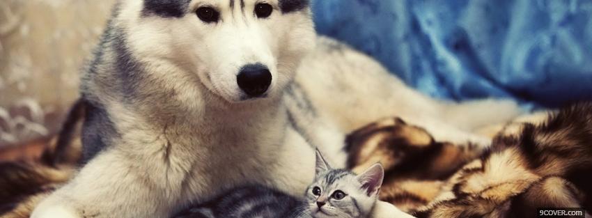 Photo adorable animals husky and kitty Facebook Cover for Free