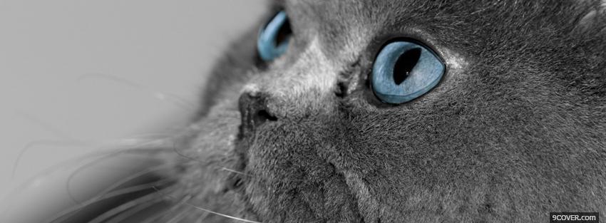 Photo blue eyes kitty animals Facebook Cover for Free