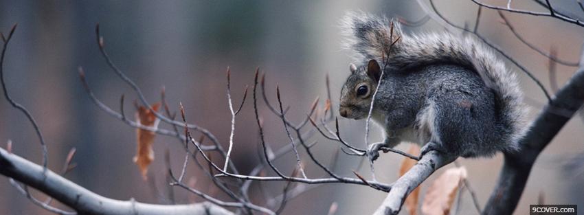 Photo squirrel on a branch Facebook Cover for Free