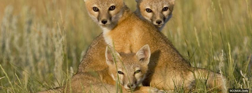 Photo baby wolves outside animals Facebook Cover for Free