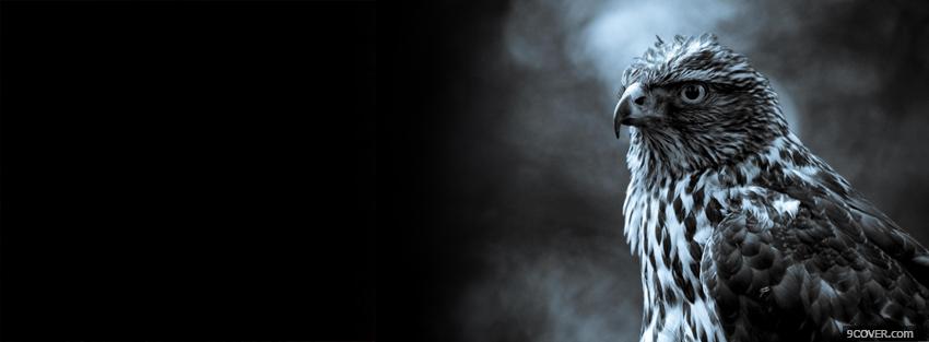 Photo black and white hawk Facebook Cover for Free