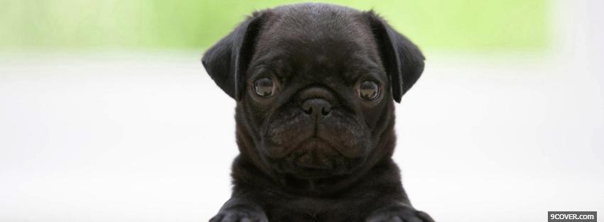 Photo black cute puppy animals Facebook Cover for Free