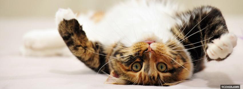 Photo cat on his back animals Facebook Cover for Free