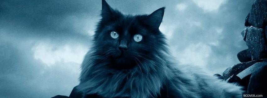 Photo dark cat outside animals Facebook Cover for Free