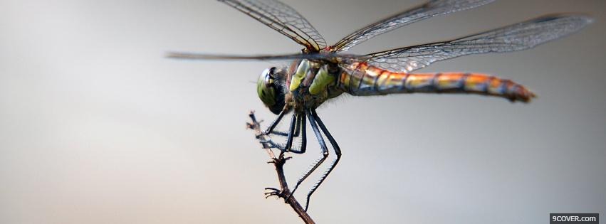 Photo dragon fly on a branch Facebook Cover for Free