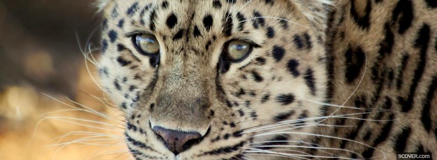 Photo leopard face close up Facebook Cover for Free