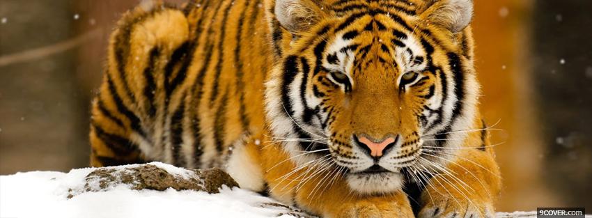 Photo tigre in the snow animals Facebook Cover for Free