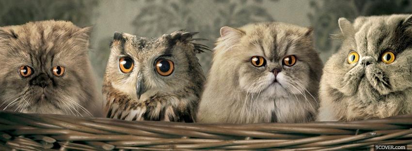 Photo cats with owl animals Facebook Cover for Free