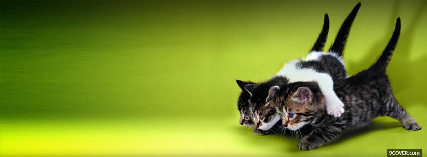 Photo cute little cats Facebook Cover for Free