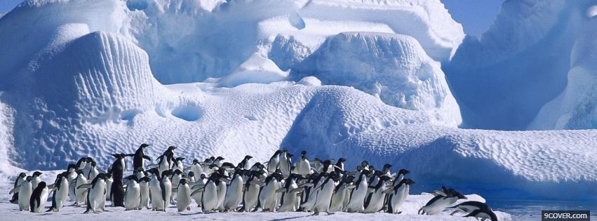 Photo animals population of penguins Facebook Cover for Free