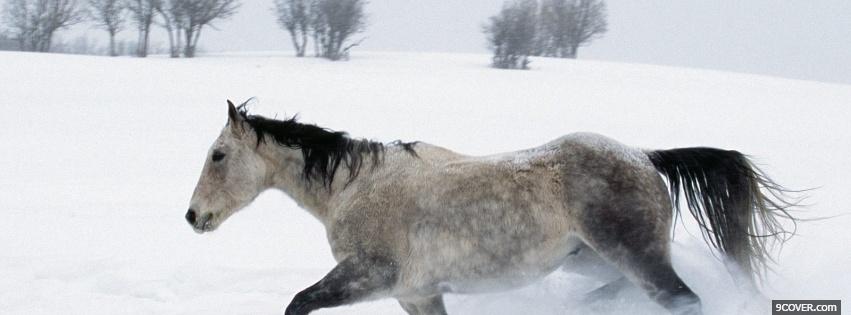 Photo horse in the snow animals Facebook Cover for Free