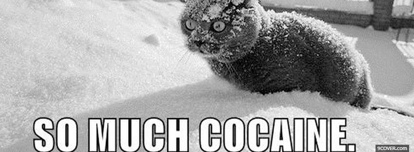 Photo so much cocaine animals Facebook Cover for Free