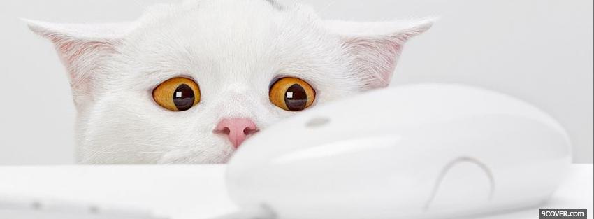 Photo white cat and mouse animals Facebook Cover for Free