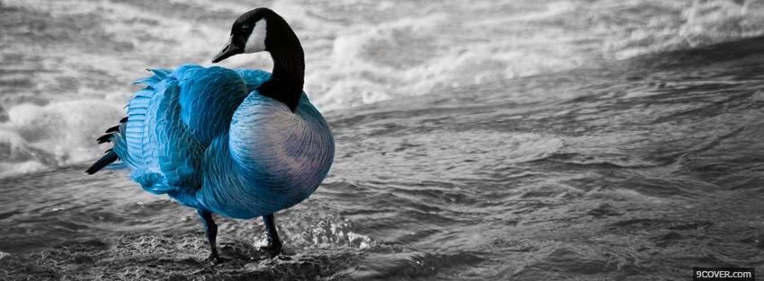 Photo animal in the water goose Facebook Cover for Free