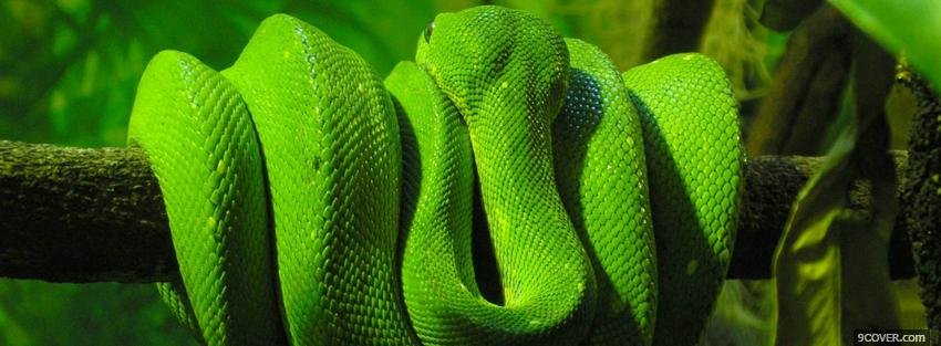 Photo green snake around a branch Facebook Cover for Free