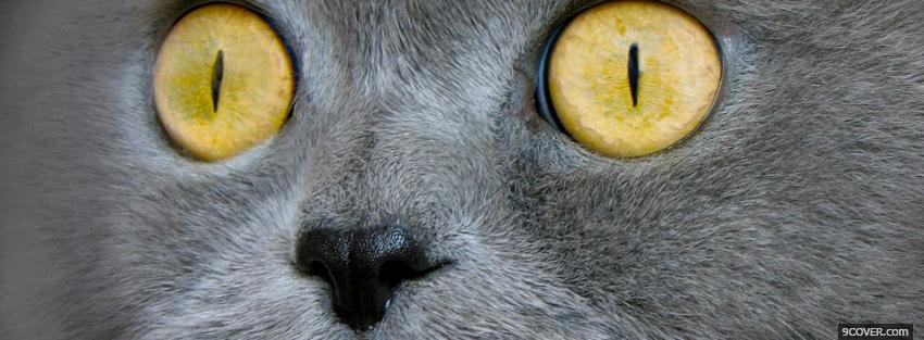 Photo piercing cat eyes animals Facebook Cover for Free