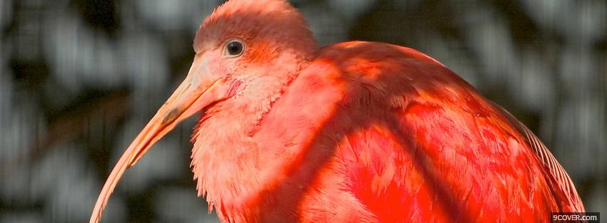 Photo red beautiful bird animals Facebook Cover for Free