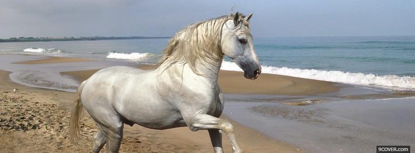 Photo white horse on the beach Facebook Cover for Free