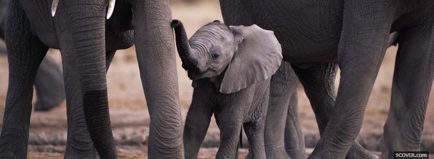 Photo baby elephant with animals Facebook Cover for Free