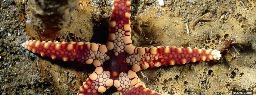 Photo star fish in the sand Facebook Cover for Free