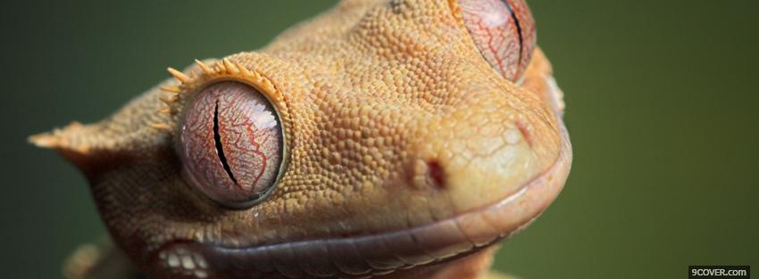 Photo animals crested gecko Facebook Cover for Free