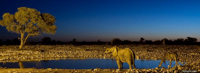 Photo animals girafes and elephants Facebook Cover for Free