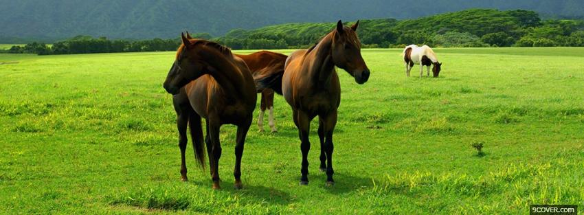 Photo brown horses together Facebook Cover for Free