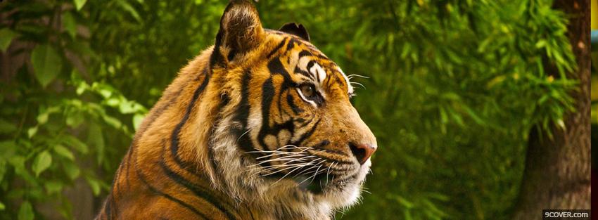 Photo beautiful animal tigre Facebook Cover for Free