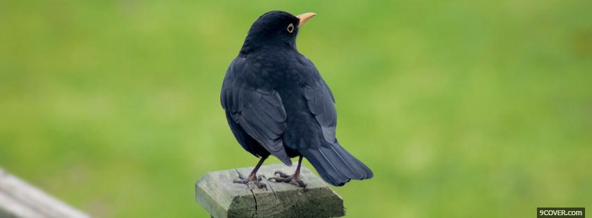 Photo black birdy outside Facebook Cover for Free