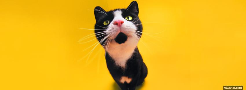 Photo cat and yellow backround Facebook Cover for Free