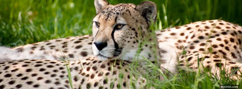Photo leopard laying on the grass Facebook Cover for Free