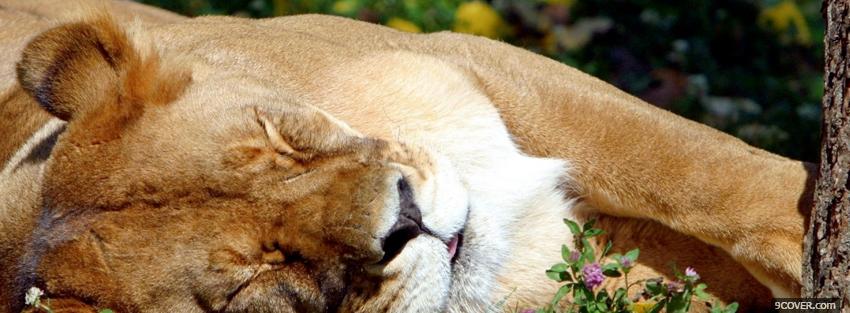 Photo sleeping lion animals Facebook Cover for Free