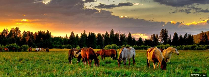 Photo animals horses together Facebook Cover for Free
