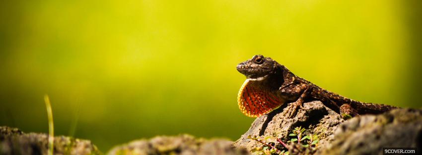 Photo animals reptile outside Facebook Cover for Free