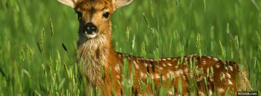 Photo deer in the grass animals Facebook Cover for Free