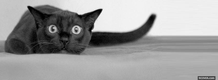 Photo funny black cat animals Facebook Cover for Free