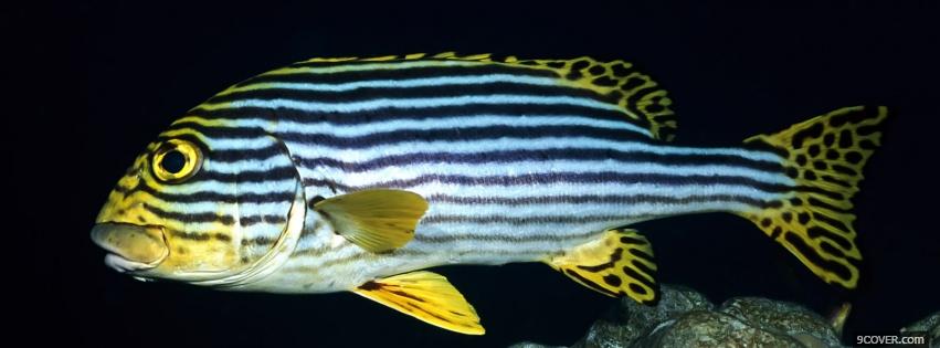 Photo striped fish animals Facebook Cover for Free