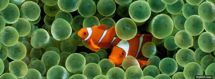 Photo two amazing clown fishes Facebook Cover for Free