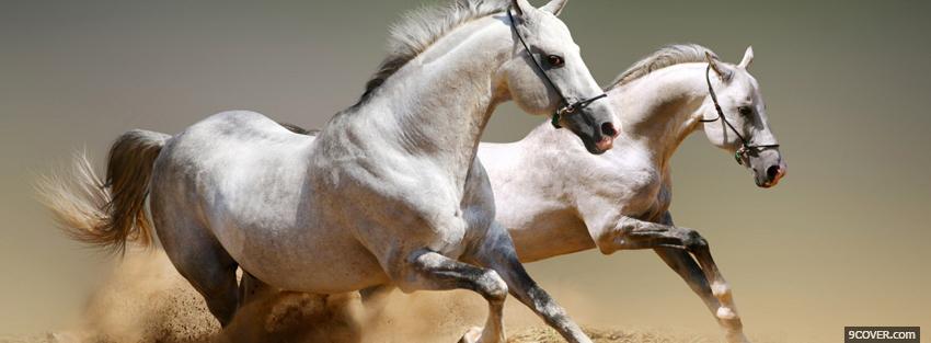 Photo white horses running Facebook Cover for Free