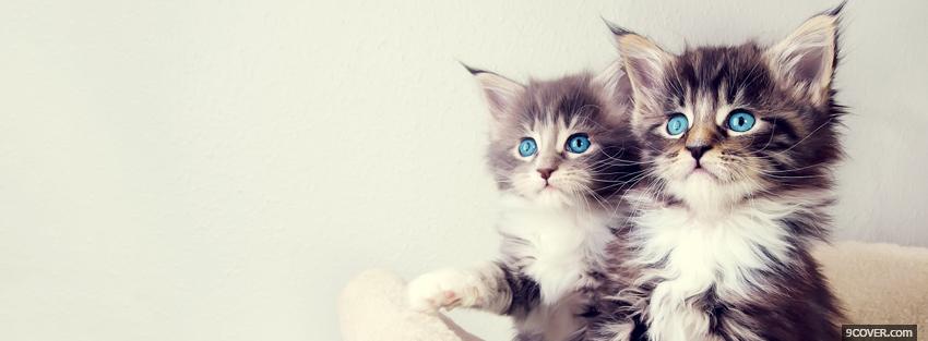 Photo amazing blue eyes animals Facebook Cover for Free
