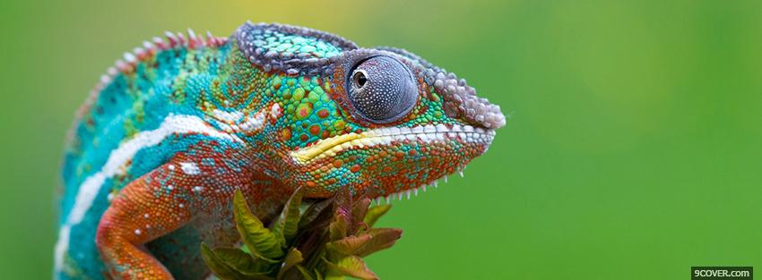 Photo colorful chameleon Facebook Cover for Free