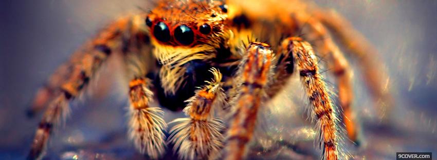 Photo creepy spider animals Facebook Cover for Free