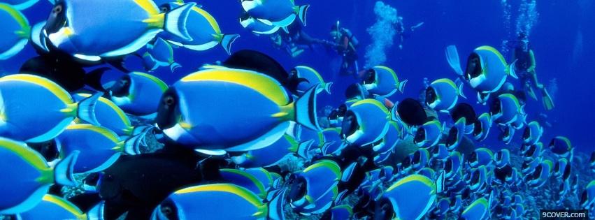 Photo fascinating fishes animals Facebook Cover for Free
